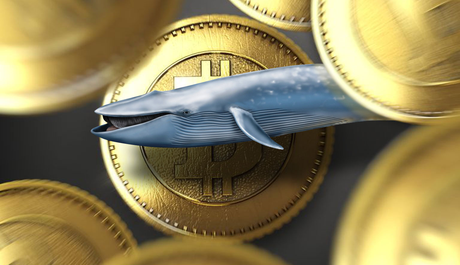 The Bitcoin whales added 50,000 BTC to their bitcoin reserves in ten days, taking advantage of the cryptocurrency's decline.